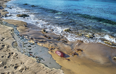 rocks on Castelsardo golden shore
