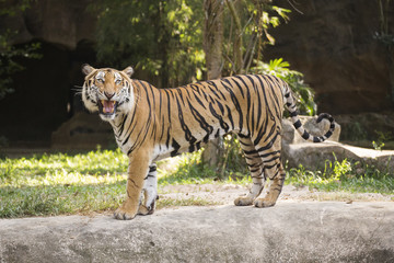 Bengal Tiger walking