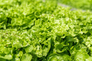 Fresh green lettuce