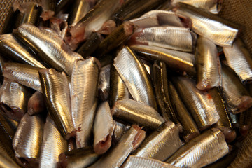 viele Sprotten küchenfertig vorbereitet