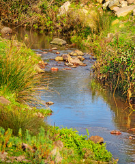 small creek and vegetation