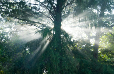 Mystical rain forest