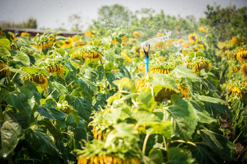 Obraz premium blooming flower of sunflower field in agriculture farm