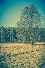 Vintage landscape with lonely tree on field near forest..