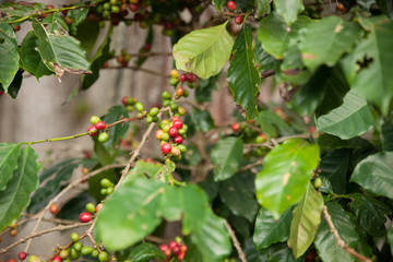 Coffee plant with ripe and green coffee beans in natural environ
