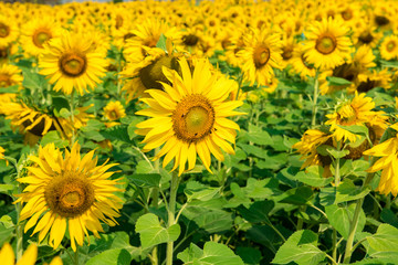 blooming flower of sunflower field in agriculture farm