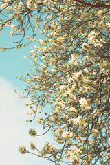 blooming trees on field in spring in the forest