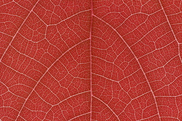 Design on leaf for pattern and background