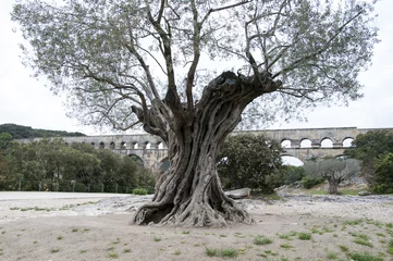 Photo sur Aluminium Olivier old olive tree
