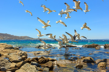 swarm of flying sea gulls