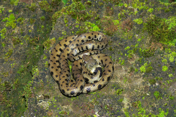 natrice dal collare (Natrix natrix)