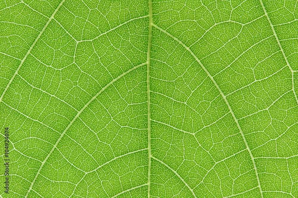 Poster Design on leaf for pattern and background