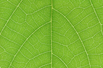 Design on leaf for pattern and background