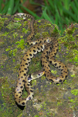 natrice dal collare (Natrix natrix)