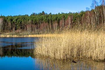 Early spring landscape with lake and forest 