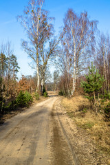 Spring rural landscape with countryside dirt road.