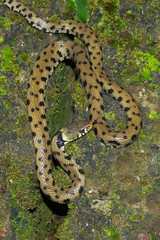 natrice dal collare (Natrix natrix)