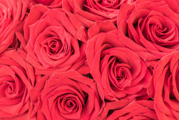 Rote Rosen Liebe Symbol Rosenstrauß