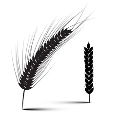 Ears of Wheat Vector Illustration Isolated on White Background