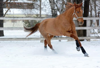Red horse runs free in winter