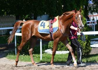 Arabian red stallion in the paddock before a race