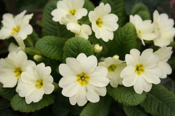 Obraz premium Primula gialla in primavera