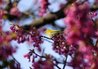 カンヒザクラとメジロ