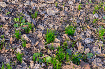 Grass growth in Spring. New life. New life awaking. Fresh grass in spring forest.