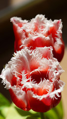 Red and white shaggy tulips