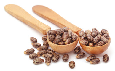 Castor beans in wooden spoon