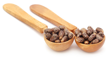 Castor beans in wooden spoon