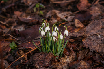 Snowdrop flowers covered with dark leaves