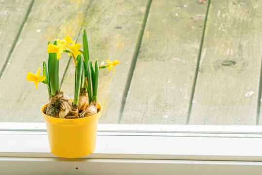 Daffodils in an indoor flowerpot