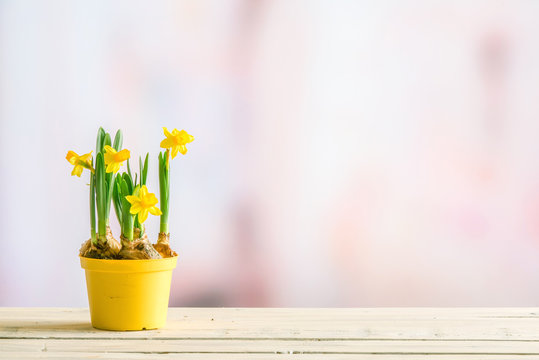 Daffodils in a yellow flowerpot on a violet background