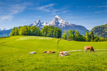 Idyllic landscape in the Alps with cows grazing on green meadows in spring © JFL Photography
