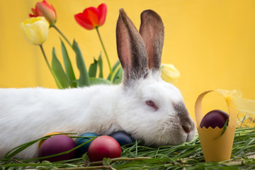 Easter bunny with holyday symbols