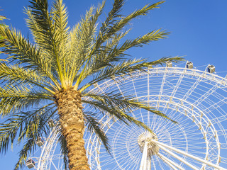 Ferris wheel and palm tree, blue sky, - obrazy, fototapety, plakaty