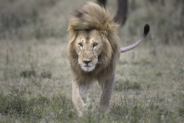 Portrait of male african lion in its natural habitat