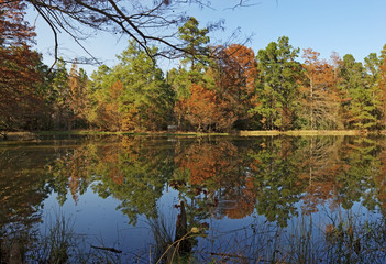 Fototapeta premium Reflections on a Pond-W G Jones State Forest