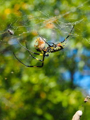 Scary spider in its web.