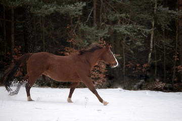 Wintergalopp, Pferd galoppiert im Schnee