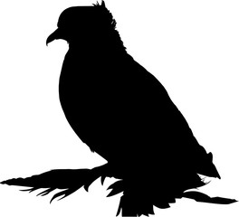 Silhouette of peacock-pigeon