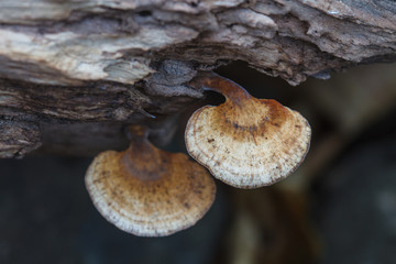 Mushrooms on the tree