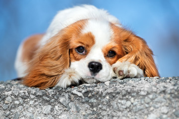 adorable sad cavalier king charles spaniel dog outdoors