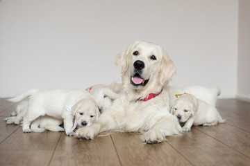 happy golden retriever dog with her puppies