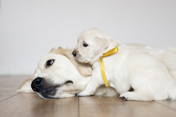 golden retriever puppy with mom