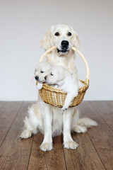 golden retriever dog holding two puppies in a basket