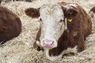 Big bull lying in straw at farm