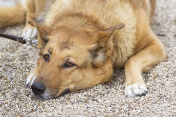 cane che riposa sulla ghiaia