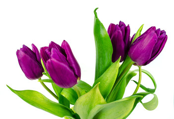 Tulip. Beautiful bouquet of tulips. Colorful tulips. Tulips in spring. Tulips violet. Tulip on...
